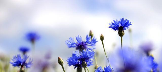 哪些花是夏天开 635bb6bac43b4a79b549a7e0c79358f5.jpeg