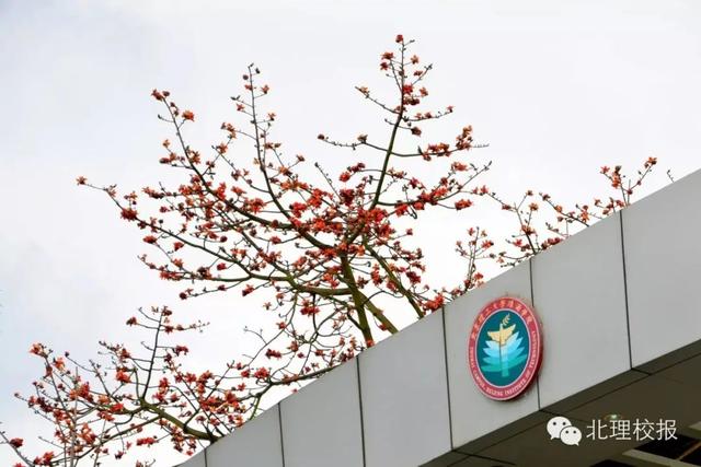 「校园」大学的花都开了，我却还没上学呀春意正浓