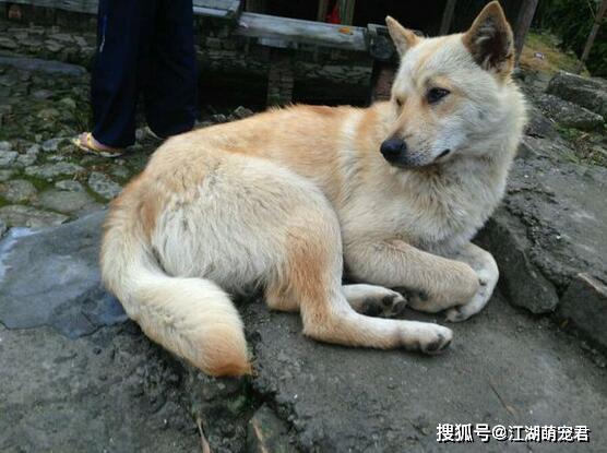 狗为啥不建议送人 6531bd96185149d9a78ccd71d244da0e.jpeg