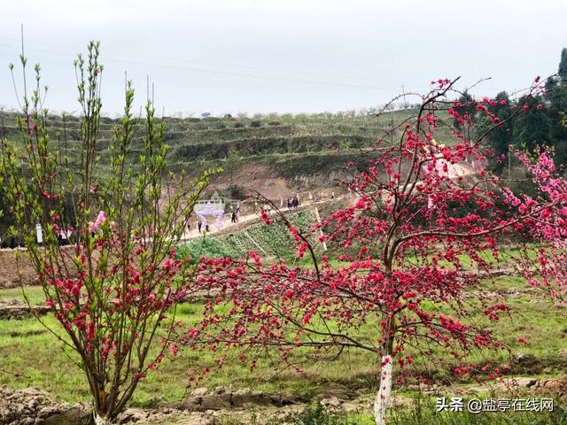 盐亭花果嫘乡第二届桃花节盛大开幕现场热闹非凡