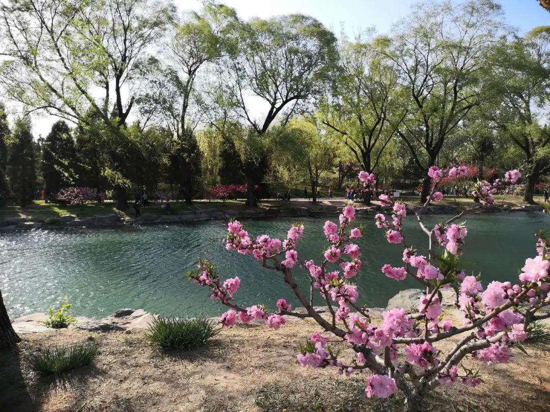 圆明园 绮春园的迎春花,武陵春色的桃花,全园较多的玉兰,杏花,榆叶梅