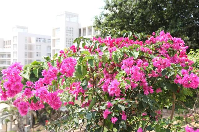 「校园」大学的花都开了,我却还没上学呀春意正浓