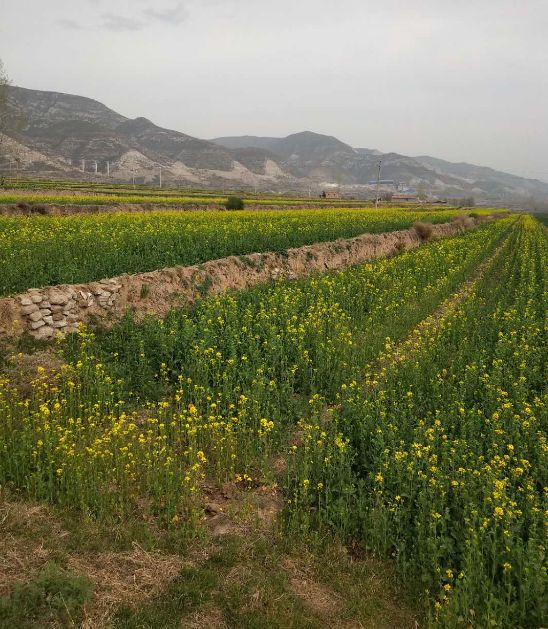 襄汾这里快看油菜花遍地