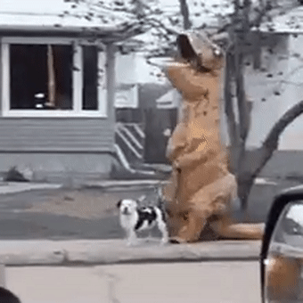 走路时,狗子和人同步一扭一晃,也分不清是谁在遛谁了.