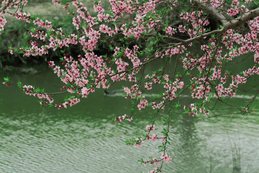 春色满城,南通的桃花也开好了!_乡野