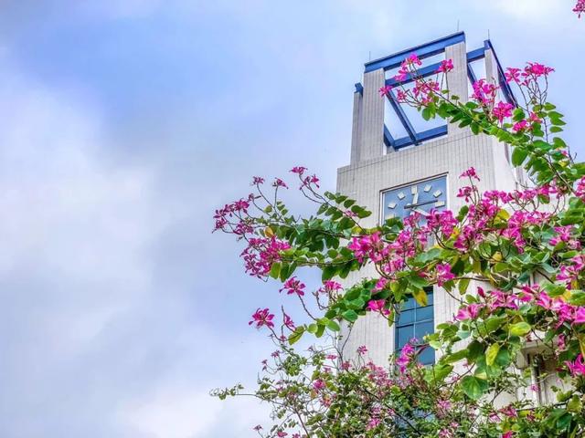 「校园」大学的花都开了，我却还没上学呀春意正浓