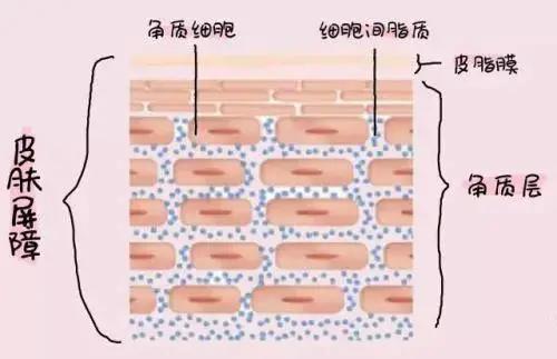 男士脸上皮肤干燥起皮怎么办