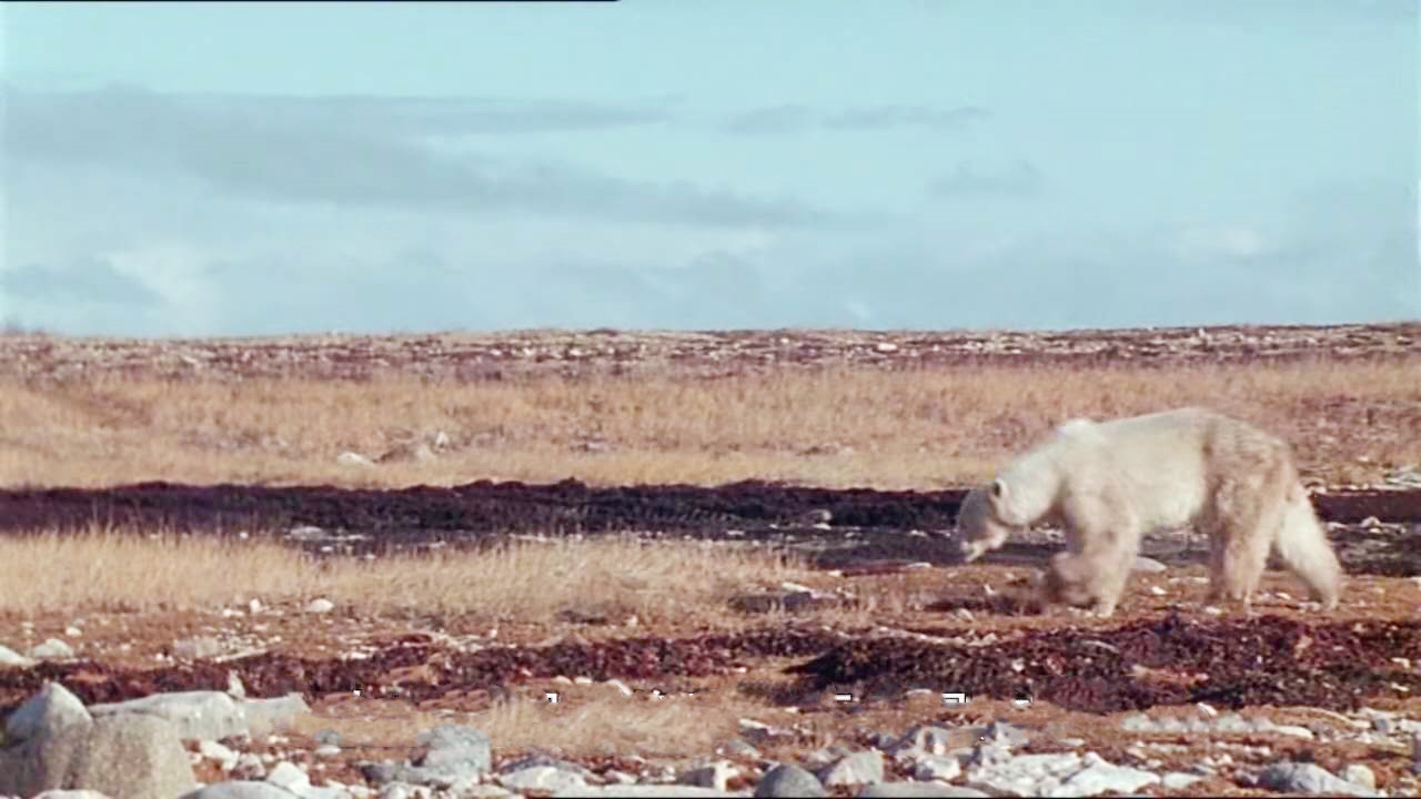 “囚犯”北极熊：冰雪消融时，何处可为家？ 
