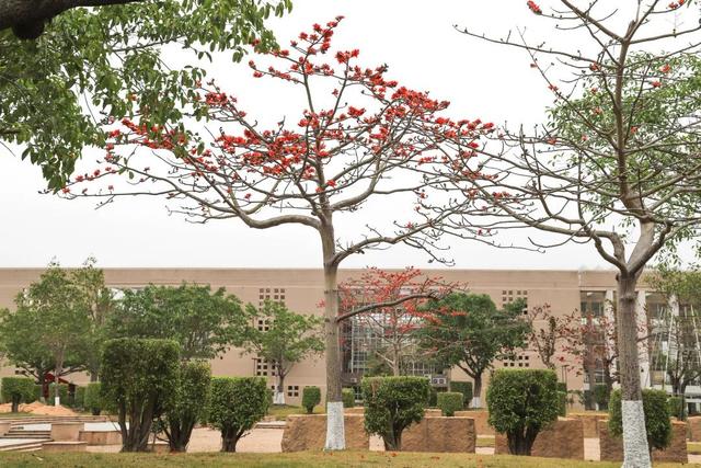 「校园」大学的花都开了，我却还没上学呀春意正浓
