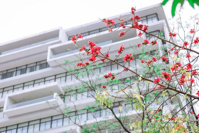 「校园」大学的花都开了，我却还没上学呀春意正浓