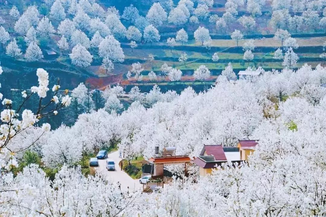 美艳至极的万亩花海│藏在深山的梨花寨