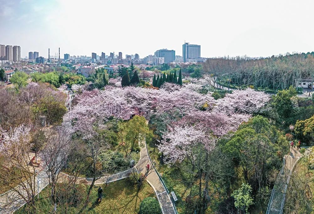 直播徐州春天|彭祖园:樱花盛开,灿若云霞满园缤纷!