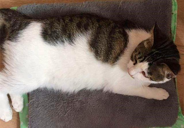 原创猫咪如何成为一代大侠?狸花猫头戴拖鞋威风现身,铲屎官却感心累