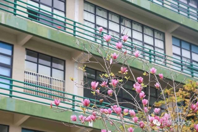 「校园」大学的花都开了，我却还没上学呀春意正浓