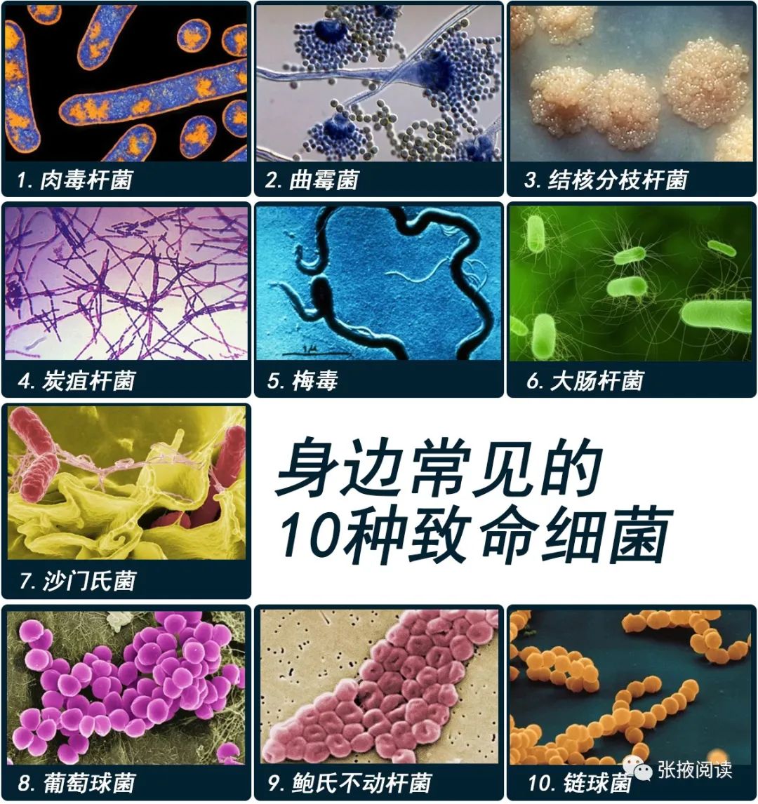 比如:你身边常见的10种致命细菌>>>>>>也是很"厉害"的家伙.