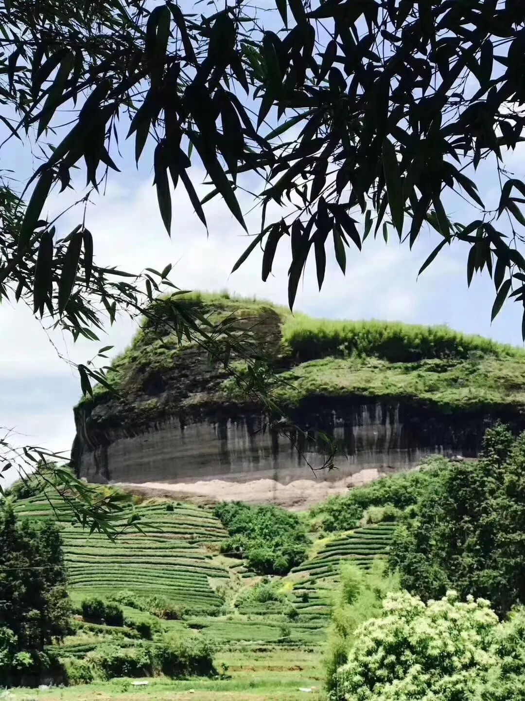 最具佛系的佛国岩肉桂