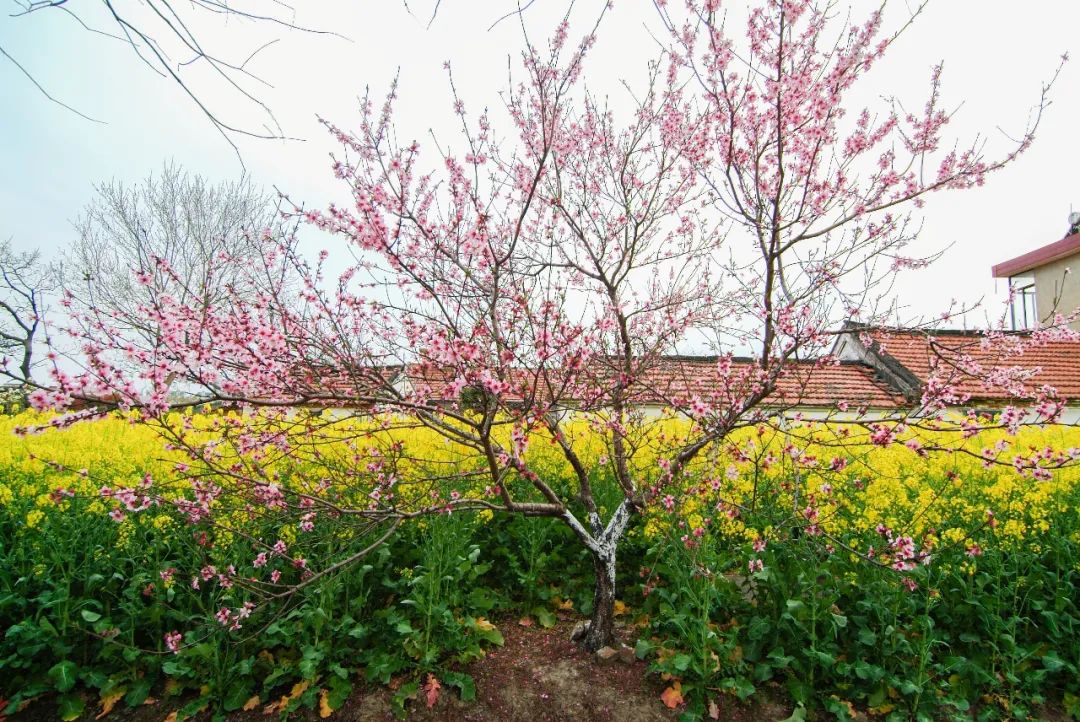 油菜花金黄一片,如海潮一般铺散在乡野间