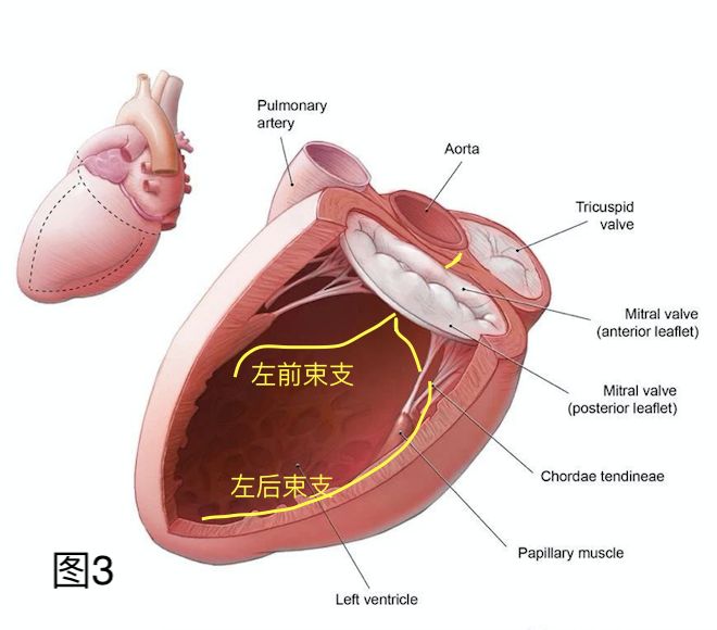 在描述左右束支阻滞之前，需要先熟悉一下左右束支的结构，左右束支在膜