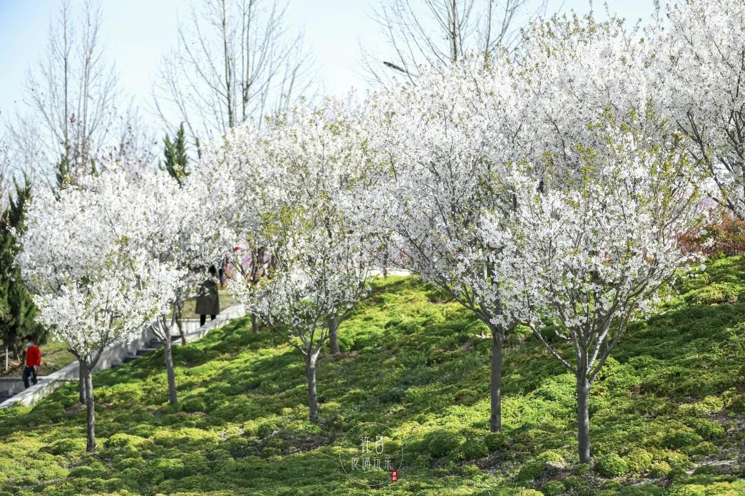 沿着清潩河一直向北走,有个名叫"樱花园"的地方位于河畔两旁.