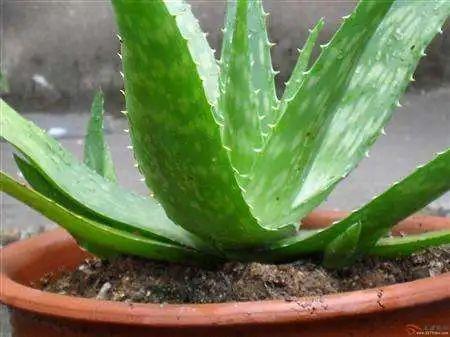 龟背竹怎么施肥长得好 d31ed5bc3b6c4f129da4d6f59b7dc933.jpeg