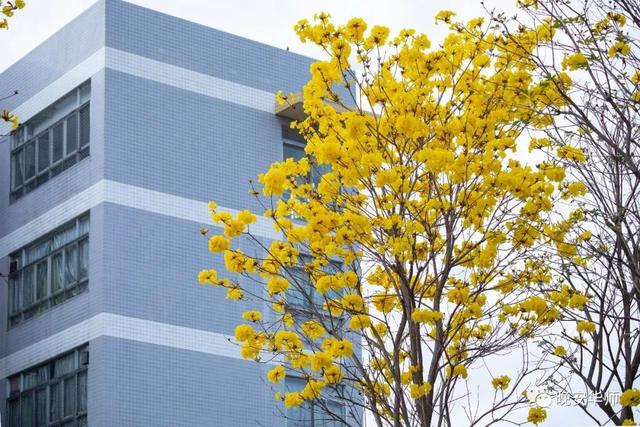 「校园」大学的花都开了,我却还没上学呀春意正浓