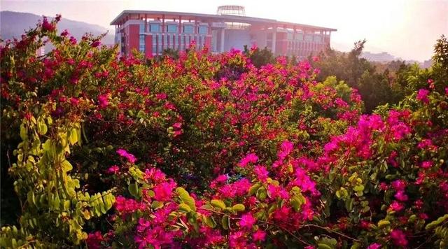 「校园」大学的花都开了，我却还没上学呀春意正浓