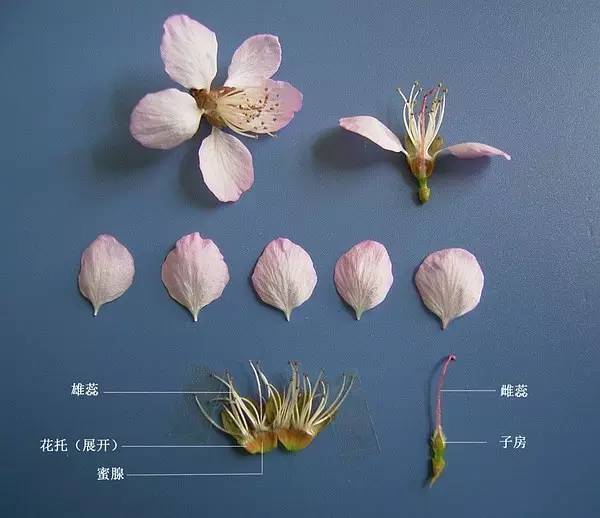 家里的自然课十二那一树粉红是梅花桃花樱花杏花还是