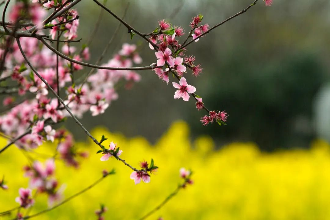 春色满城,南通的桃花也开好了!