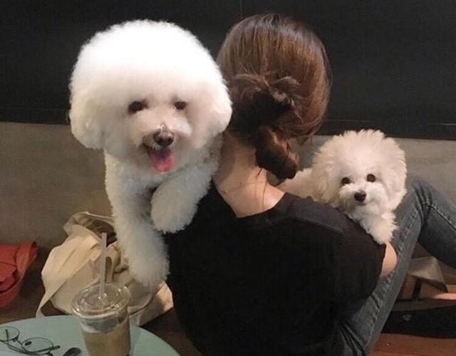 为何可爱的比熊犬这么少人养网友怕了尤其最后一条