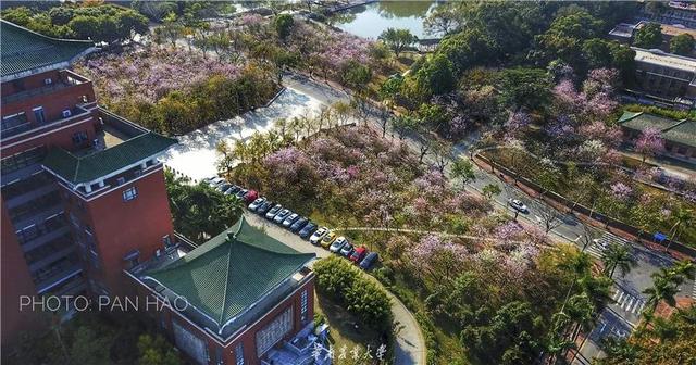 「校园」大学的花都开了,我却还没上学呀春意正浓