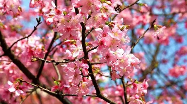 「校园」大学的花都开了，我却还没上学呀春意正浓