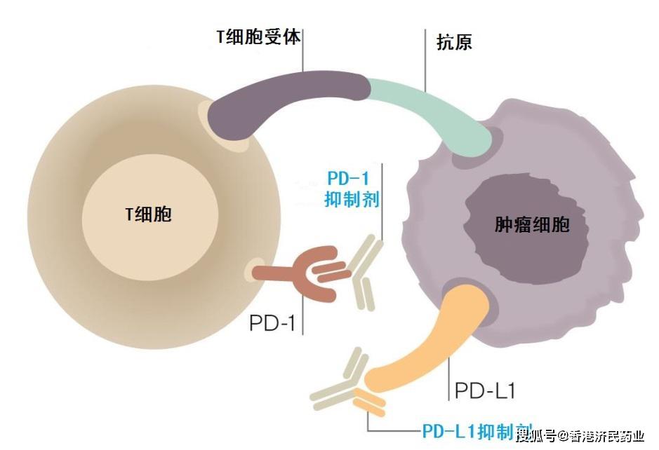 肺癌pd-l1靶点靶向药物整理