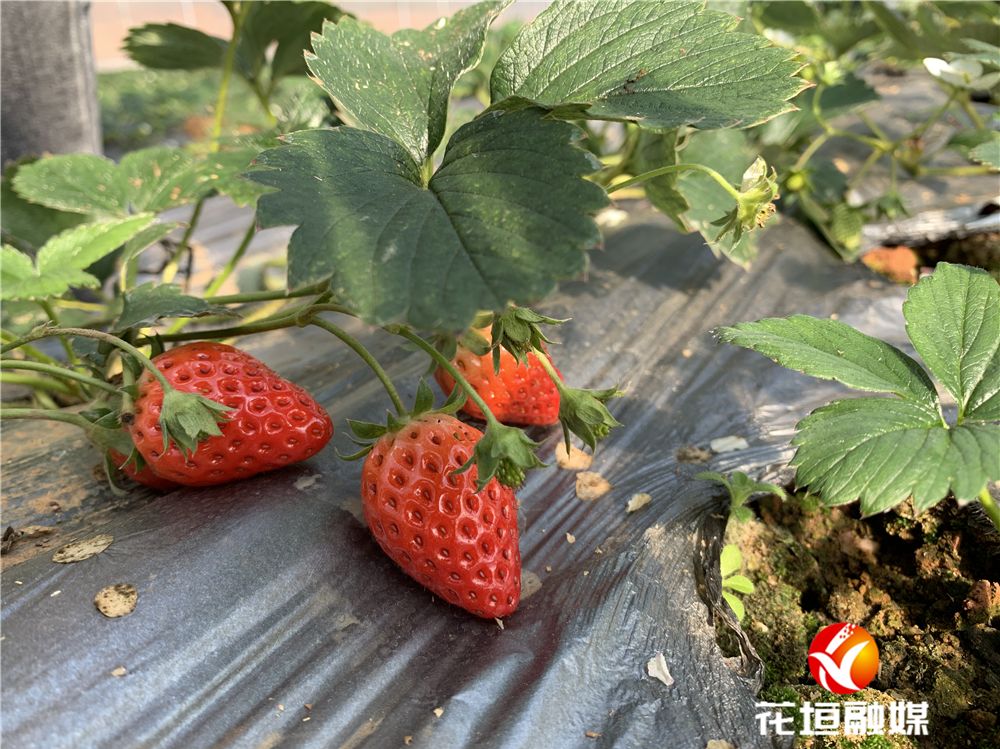 今天,记者来到花垣县长乐乡桃花岛黄金茶专业合作社的草莓基地,草莓