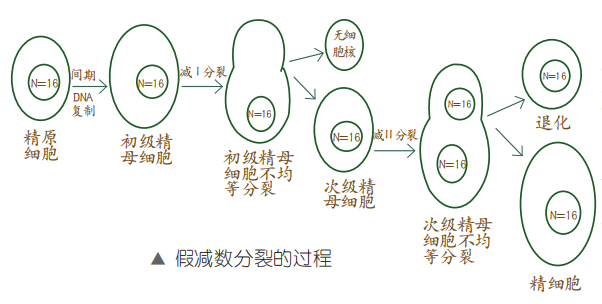 原来,雄蜂是通过一种特殊的分裂方式—— 假减数分裂,来产生配子的.