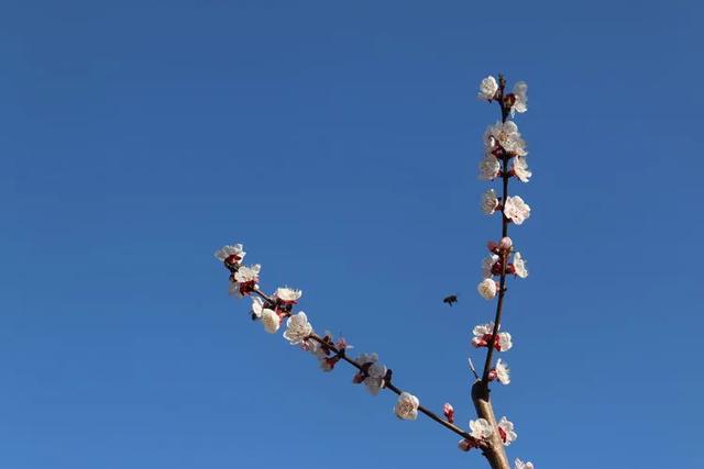 十里春风路,别样黄石梁—最美的季节来曹范赏花_杏花