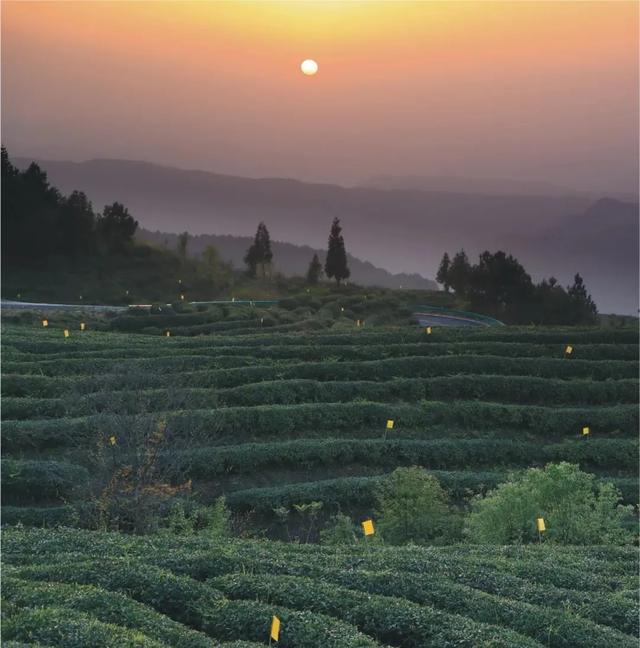 天府旅游名县创建云顶茶乡美如画这里有一口春天的味道值得您品尝