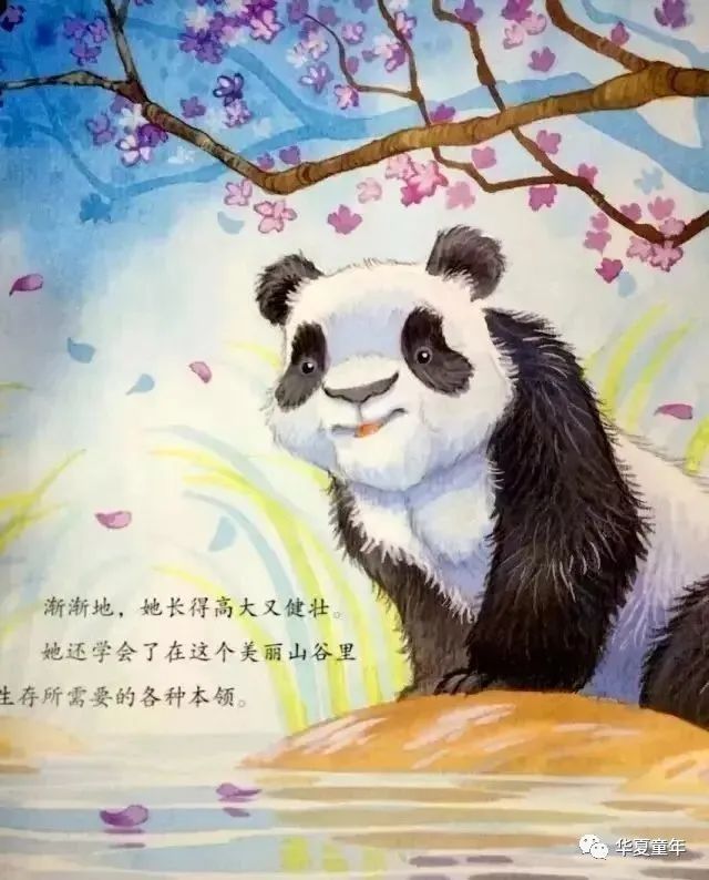 慧凡华夏育儿绘本故事快乐的大熊猫