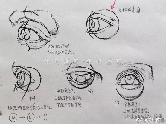 画眼睛时,注意眼部的立体起伏,结构关系 ▍侧眼:侧面看瞳孔就像一个