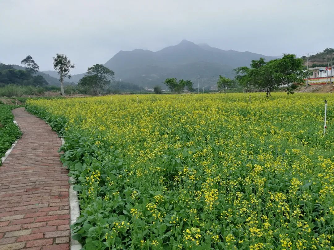 五福田村油菜花海开花了