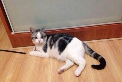 怎么看小猫怀没怀孕 1334dd63d4bb4899887070b6c2c98246.jpeg