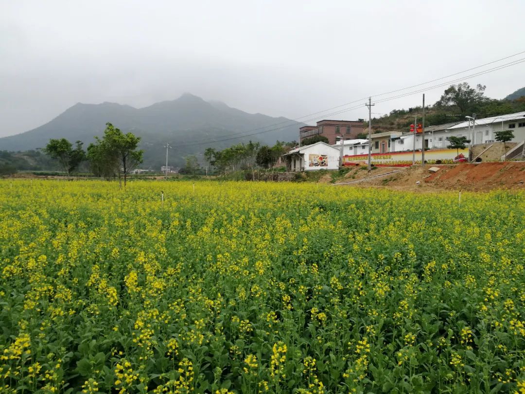 五福田村油菜花海开花了