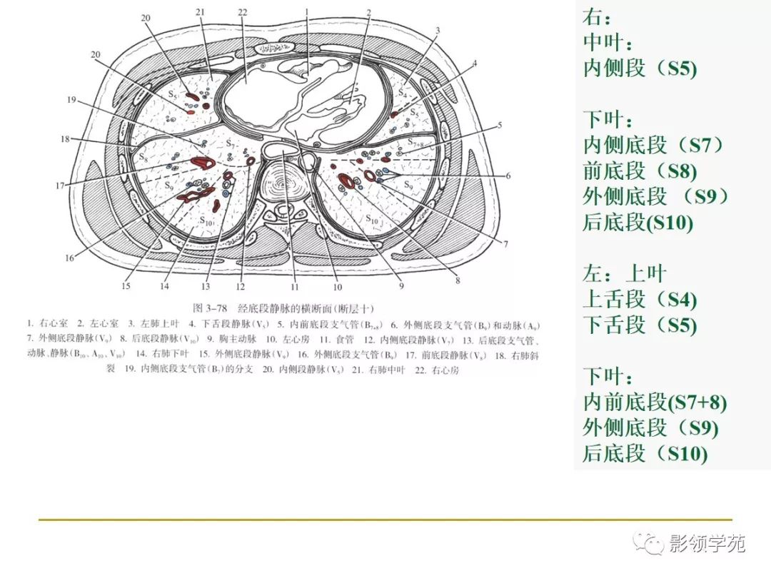 (10个断层) 左肺门连续横断层解剖 气管杈出现,其左侧可见主动脉弓,主