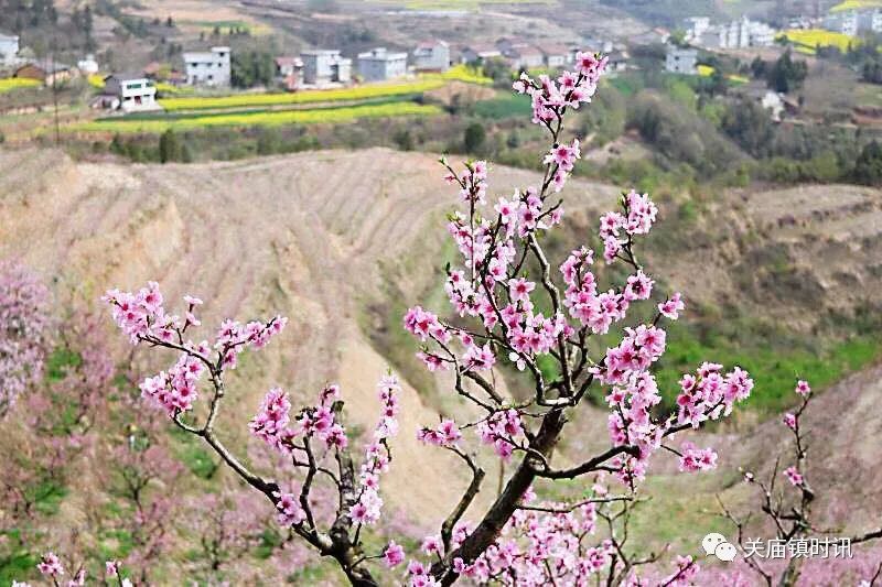 送给家乡汉滨区关庙镇的一首歌:在那桃花盛开的地方