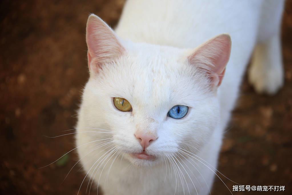 视网膜等主要负责成像的结构构成,猫眼的颜色主要由虹膜内含的色素