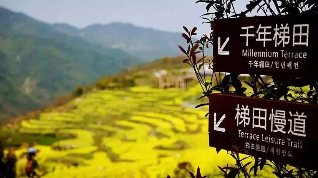 赠送中餐上虞覆卮山油菜花梯田樱花谷赏樱花一日游