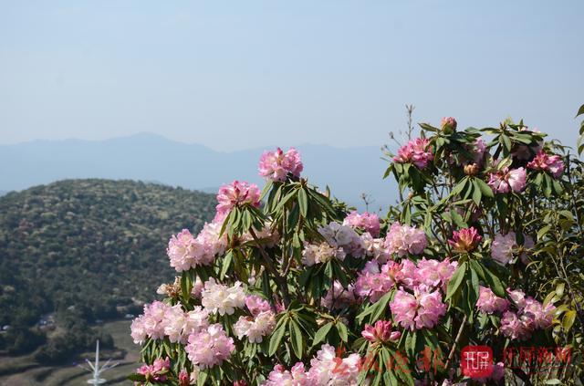 曲靖万亩高山杜鹃花开正艳_东山