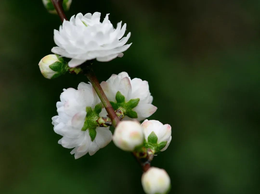 樱属四小妹:郁李,麦李,欧李和毛樱桃