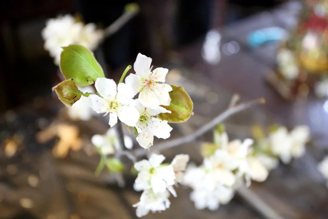 三月初一跟着镜头一起走进玉佛禅寺