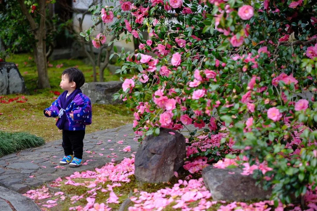 京都的花季由椿花拉开序幕