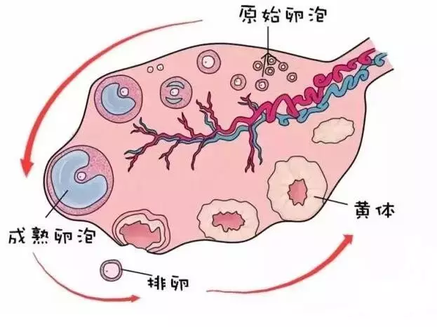 排卵障碍的3个"元凶 一,卵巢病变 卵巢病变包括先天性卵巢发育不